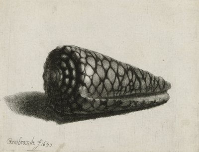 Muszla (Conus marmoreus), 1650 autorstwa Rembrandt van Rijn