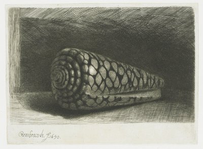 Muszla autorstwa Rembrandt van Rijn