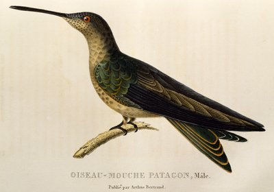 Olbrzymi koliber (Patagona gigas), grawerowanie z trochilidów lub kolibry i kolibry autorstwa René Primevère Lesson