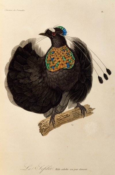 Dorosły samiec zachodniej Parotii (Parotia sefilata), rycina z Historii Naturalnej Birds of Paradise i Epimagues autorstwa René Primevère Lesson