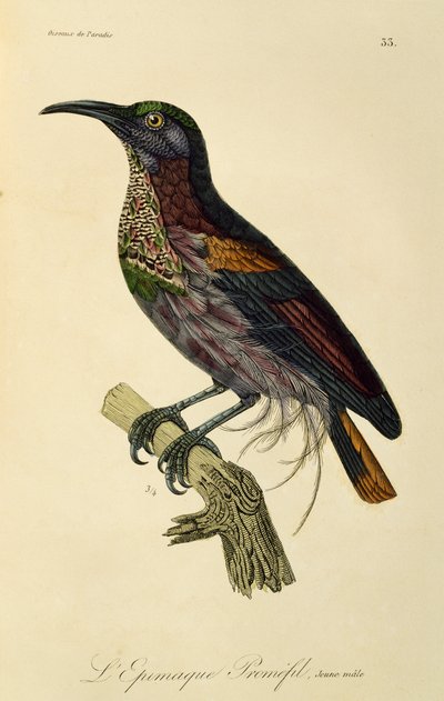 Młody samiec strzelca rajskiego (Ptiloris paradiseus), rycina z Historii naturalnej Birds of Paradise i Epimagues autorstwa René Primevère Lesson
