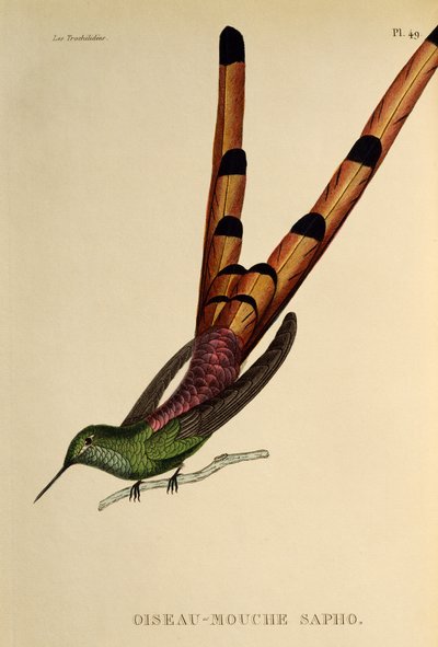 Kometa czerwonoogoniasta (Sappho sparganurus), grawerowanie z trochilidów lub kolibry i kolibry autorstwa René Primevère Lesson