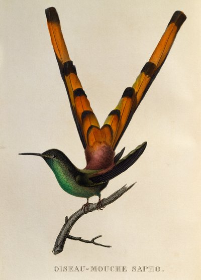 Kometa czerwonoogoniasta (Sappho sparganurus), grawerowanie z trochilidów lub kolibry i kolibry autorstwa René Primevère Lesson