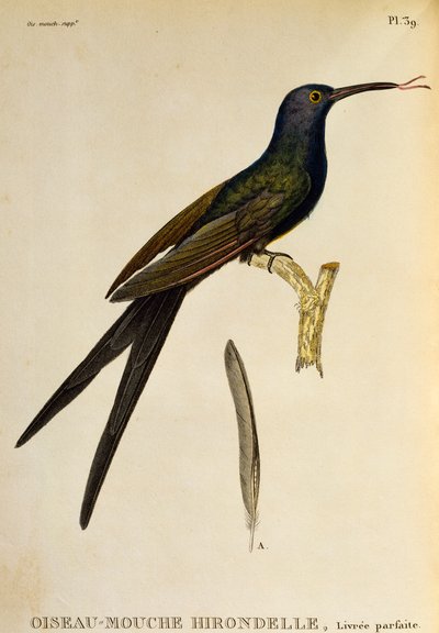 Swallow-tailed koliber (Eupetomena macroura), grawerowanie z Les trochilides ou les colibris et les oiseaux-mouches autorstwa René Primevère Lesson