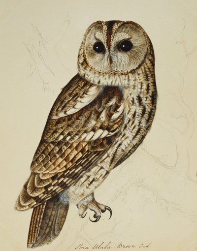 Brązowa Sowa (Strix Ulula) autorstwa Rev. C. Atkinson