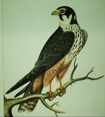 Hobby (akwarela) autorstwa Rev. C. Atkinson