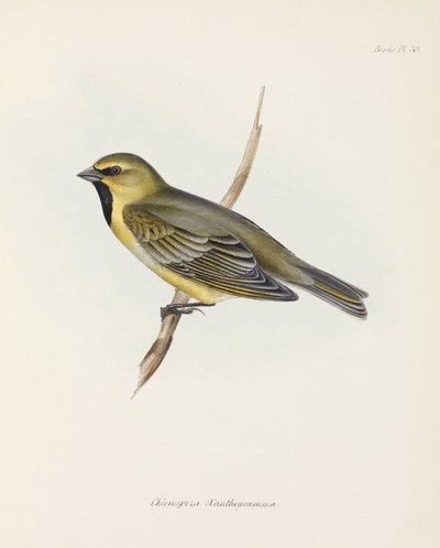 Zięba, ok. 1832-1836 autorstwa John Pardon