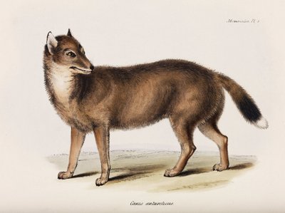 Lis, Falklandy, ok. 1832-1836 autorstwa John Pardon