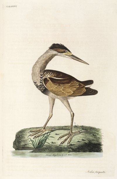 Heron autorstwa John Pardon