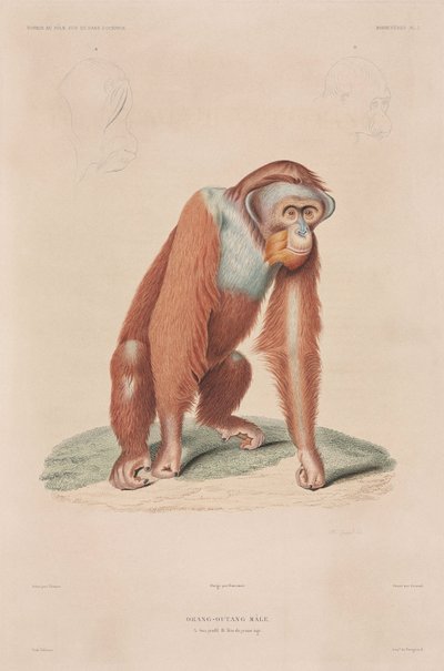 Orangutany, Indonezja autorstwa John Pardon