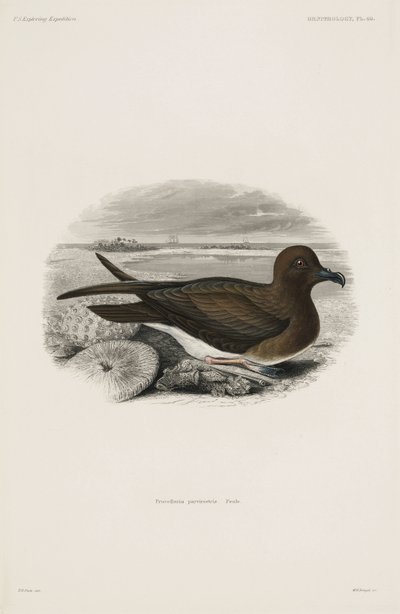 Petrel autorstwa John Pardon