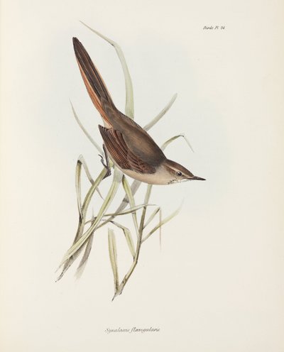 Spinetail, Ameryka Południowa, ok. 1832-1836 autorstwa John Pardon