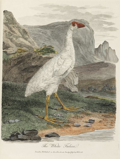 „Biała Fulica” autorstwa John Pardon