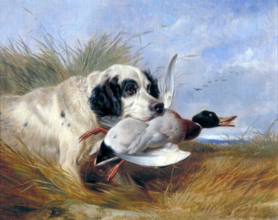 „Pies z dziką kaczką”, XIX w. autorstwa Richard Ansdell