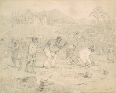 Sadzenie trzciny cukrowej (Trynidad) autorstwa Richard Bridgens