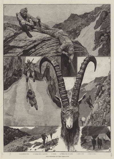 Ibex - Strzelectwo w Himalajach rycina autorstwa Richard Caton Woodville junior