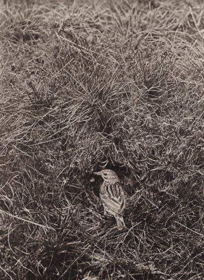 Świergotek łąkowy (zdjęcie czarno-białe) autorstwa Richard and Cherry Kearton