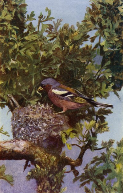 Zięba w gnieździe (zdjęcie) autorstwa Richard and Cherry Kearton
