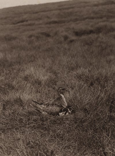 Sieweczka złocista okrywająca pisklęta (zdjęcie czarno-białe) autorstwa Richard and Cherry Kearton