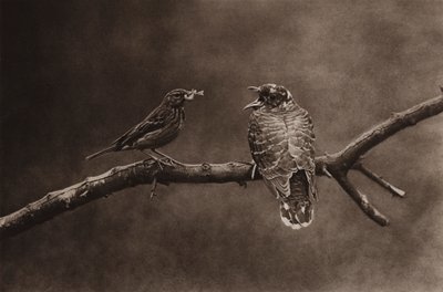 Świergotek karmiący młodą kukułkę (zdjęcie czarno-białe) autorstwa Richard and Cherry Kearton