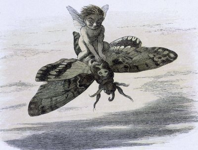 Un elfe chevauchant un papillon. Ilustracja Richarda Doyle