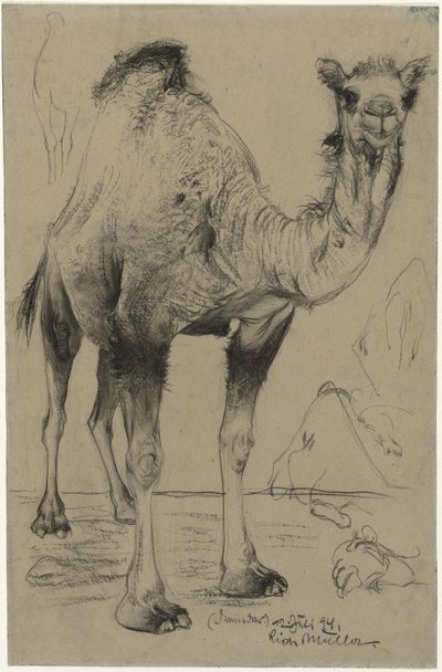 Dromader autorstwa Richard Muller