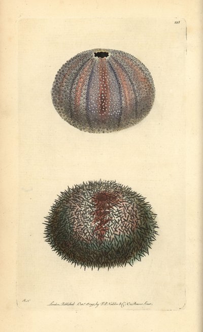Jadalny jeżowiec, Echinus esculentus, z „Miscellany” George