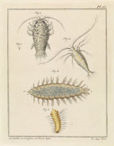 Agat woodlice, widłonóg i szczeciniak autorstwa Robbert Muys