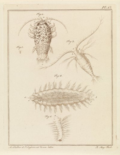 Agat woodlice, widłonóg i szczeciniak autorstwa Robbert Muys