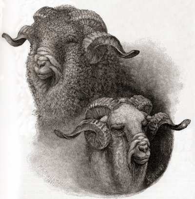 Głowa barana Merino porównana przed i po strzyżeniu, z The Century Illustrated Monthly Magazine, opublikowanej w 1884 r. autorstwa Robert Antoine Muller