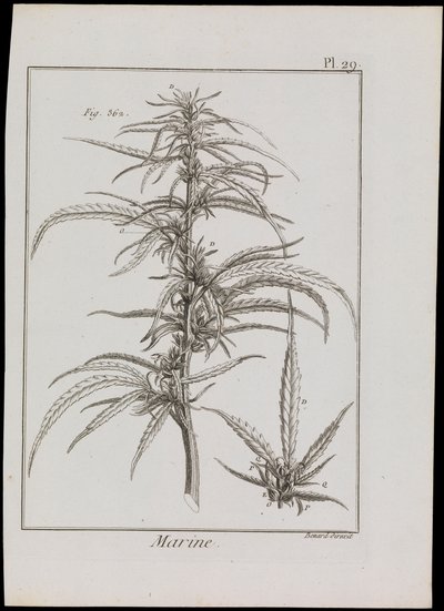 Morski schemat kwiatów, ok. 1810 (rycina i akwaforta) autorstwa Robert Benard