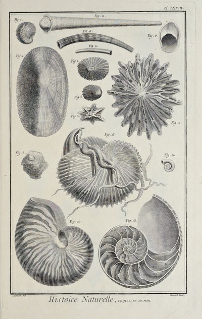 Muszle morskie, ilustracja z „Kolekcja płyt o naukach ścisłych, sztukach wyzwolonych i sztukach mechanicznych, wraz z ich wyjaśnieniem” autorstwa Denisa Diderota autorstwa Robert Benard