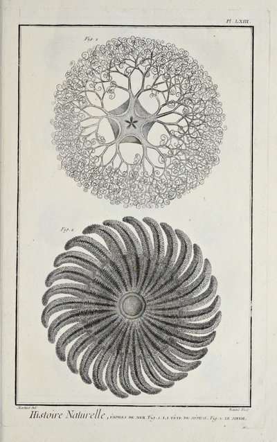 Gwiazdy morskie, ilustracja z „Zbioru płyt o naukach ścisłych, sztukach wyzwolonych i sztukach mechanicznych, wraz z ich wyjaśnieniem” autorstwa Denisa Diderota autorstwa Robert Benard