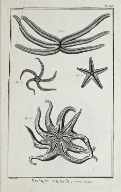 Gwiazdy morskie, ilustracja z „Zbioru płyt o naukach ścisłych, sztukach wyzwolonych i sztukach mechanicznych, wraz z ich wyjaśnieniem” autorstwa Denisa Diderota autorstwa Robert Benard
