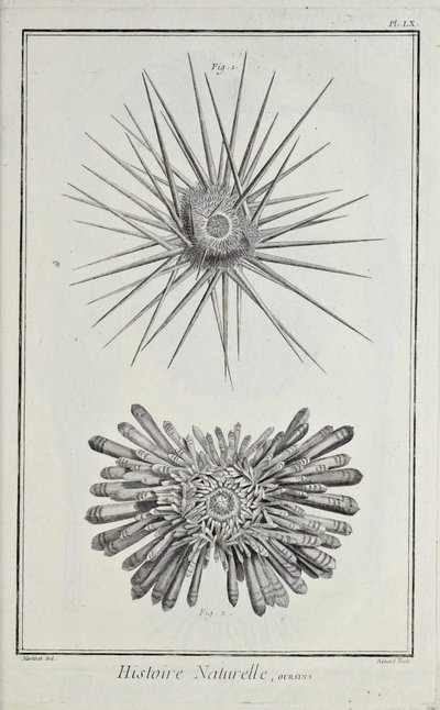 Urchins, ilustracja z „Kolekcja płyt o naukach ścisłych, sztukach wyzwolonych i sztukach mechanicznych, wraz z ich wyjaśnieniem” autorstwa Denisa Diderota autorstwa Robert Benard