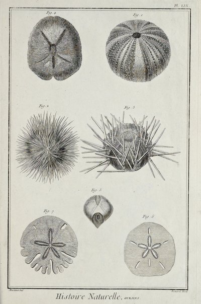 Urchins, ilustracja z „Kolekcja płyt o naukach ścisłych, sztukach wyzwolonych i sztukach mechanicznych, wraz z ich wyjaśnieniem” autorstwa Denisa Diderota autorstwa Robert Benard