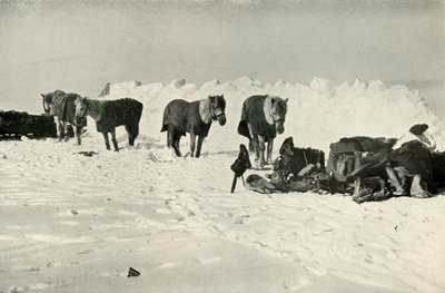 Kucyki za schronieniem w obozie na barierze, 1911, 1913 autorstwa Robert Falcon Scott