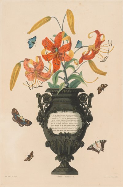 Wybór Roślin Heksandryjskich, należących do naturalnego rzędu Amaryllidae i Liliacae: Tiger Lily autorstwa Robert Havell
