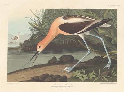 Avocet amerykański, 1836. autorstwa Robert Havell