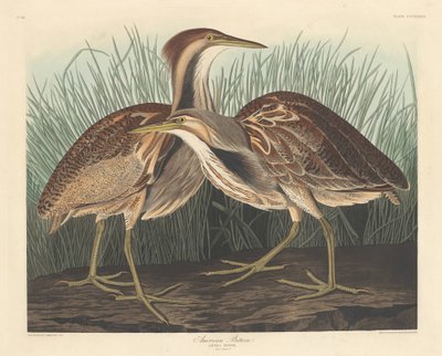 Bąk amerykański, 1836. autorstwa Robert Havell