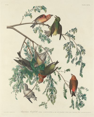 Krzyżodziób amerykański, 1834. autorstwa Robert Havell