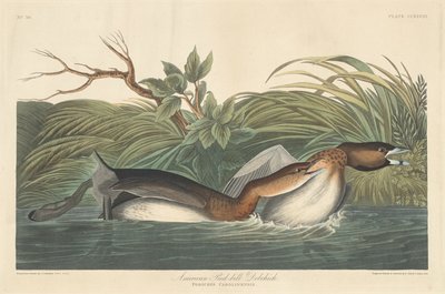Amerykański Pied-Bill Dobchick, 1835. autorstwa Robert Havell