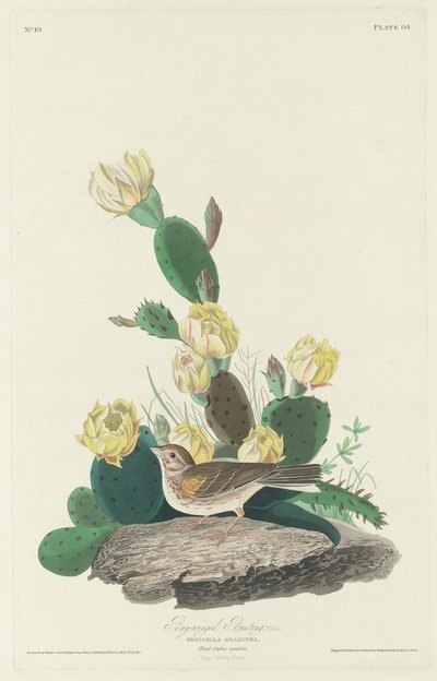 Trznadel skrzydłowy, 1830. autorstwa Robert Havell