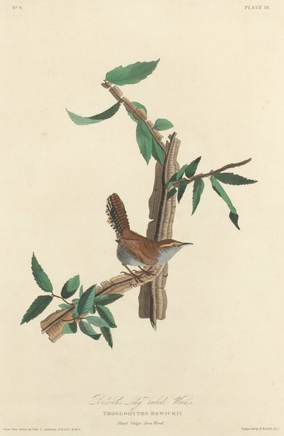 Strzyżyk długoogoniasty Bewicka, 1827. autorstwa Robert Havell