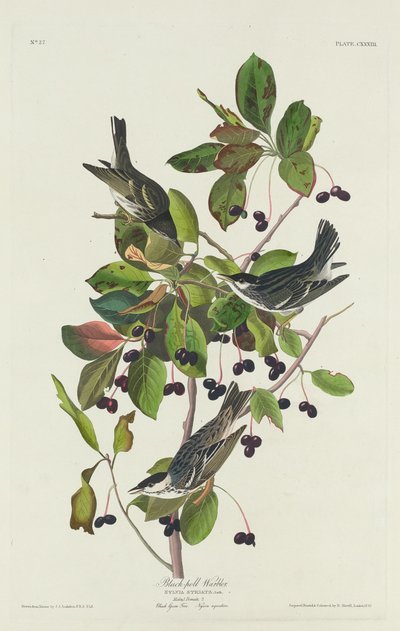 Pokrzewka czarnogłowa, 1832. autorstwa Robert Havell