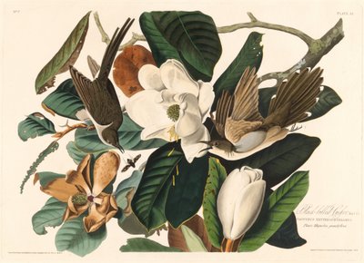 Kukułka czarnodzioba, 1828. autorstwa Robert Havell
