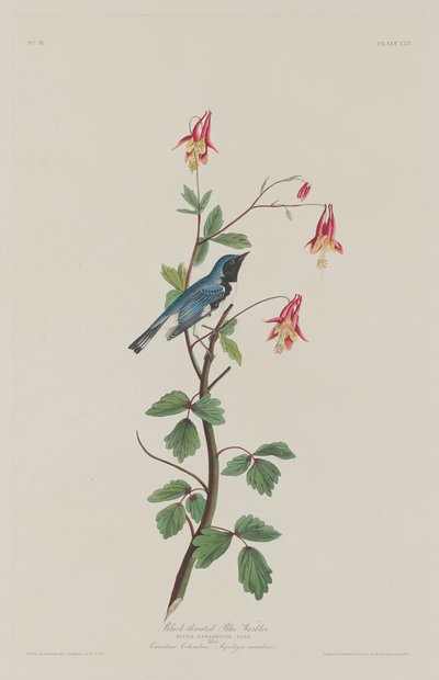 Pokrzewka niebieska czarnogardła, 1832. autorstwa Robert Havell