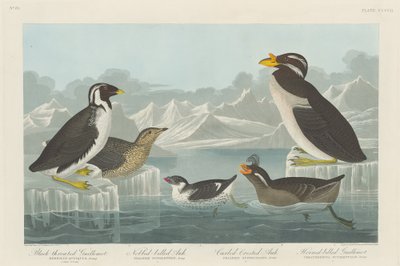 Guillemot czarnogardły, alczyk szlachetny, alczyk kędzierzawy i alczyk rogaty..., 1838. autorstwa Robert Havell