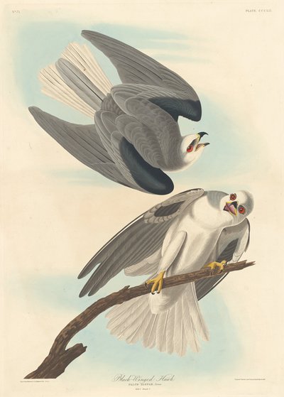 Jastrząb czarnoskrzydły, 1837. autorstwa Robert Havell