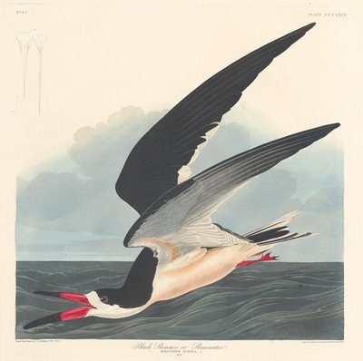 Czarny skimmer, 1836. autorstwa Robert Havell